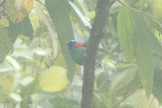 Red-necked Tanager - ML643444368