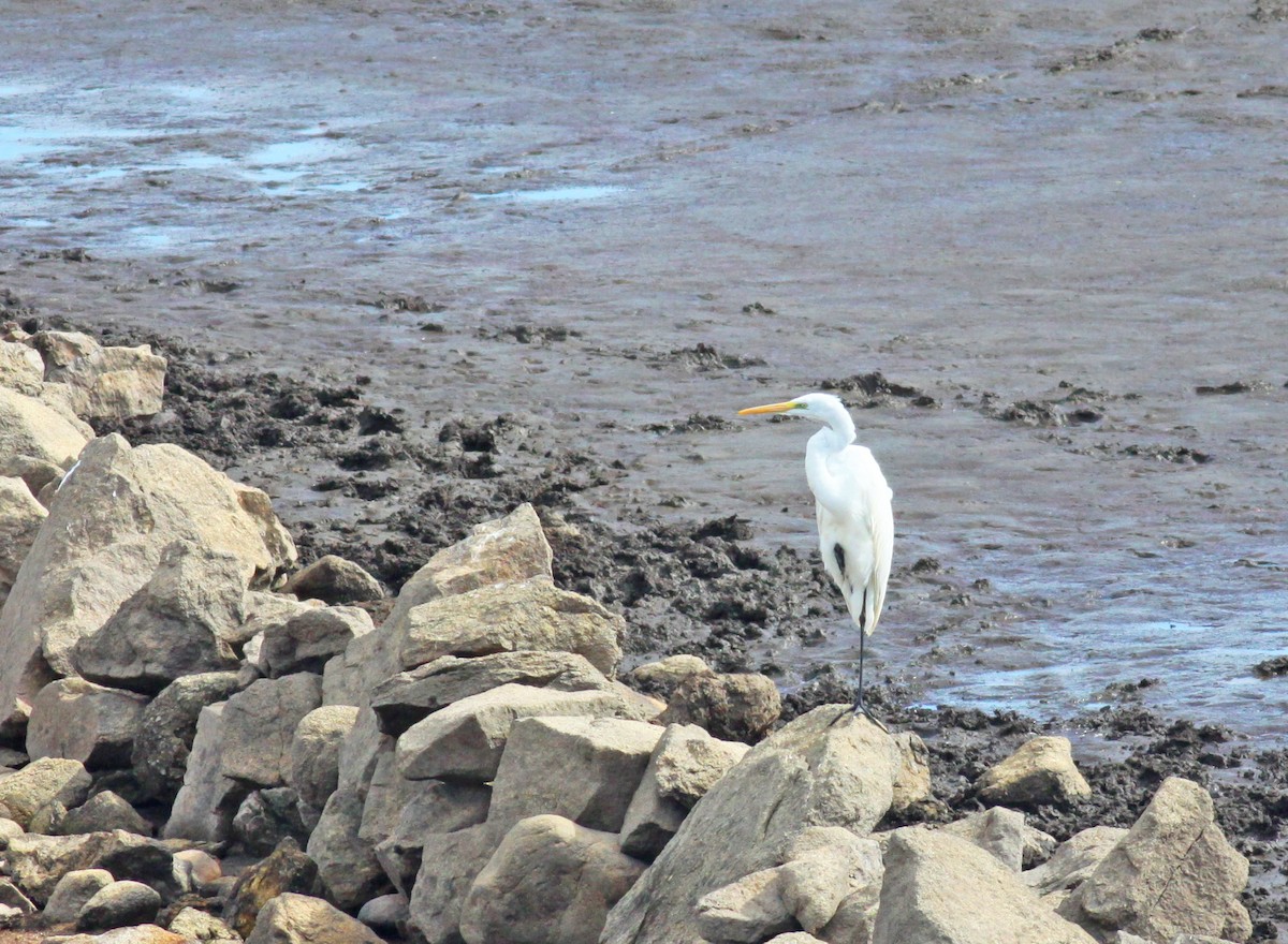 Great Egret - ML643444374