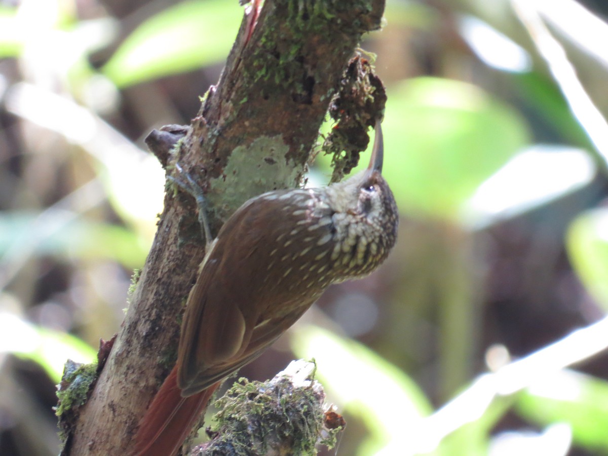 Lesser Woodcreeper - ML643444380