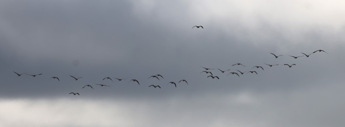 Pink-footed Goose - ML643444384