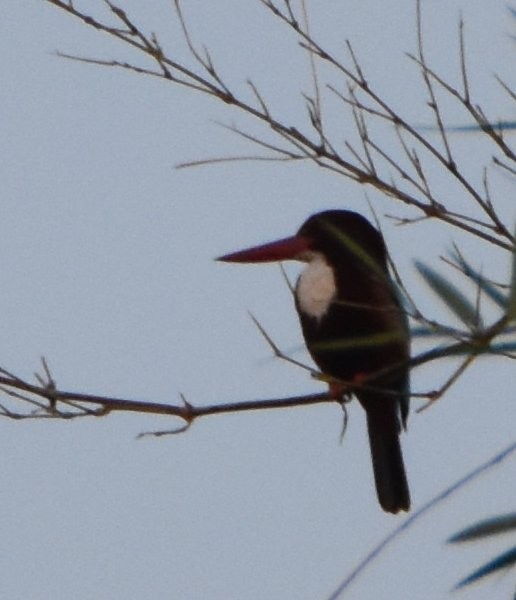 White-throated Kingfisher - ML643444397