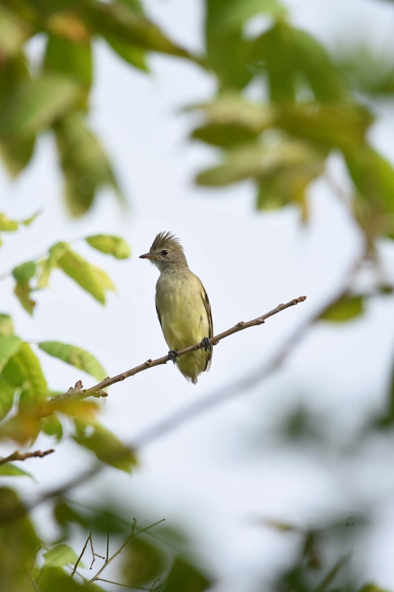 Yellow-bellied Elaenia - ML643444400