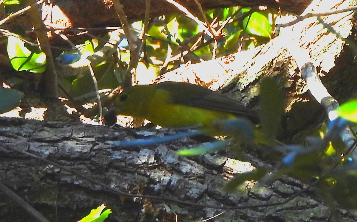 Scarlet Tanager - ML643444432