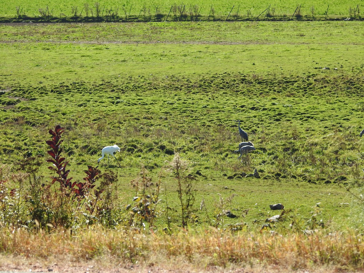 Whooping Crane - ML643444435