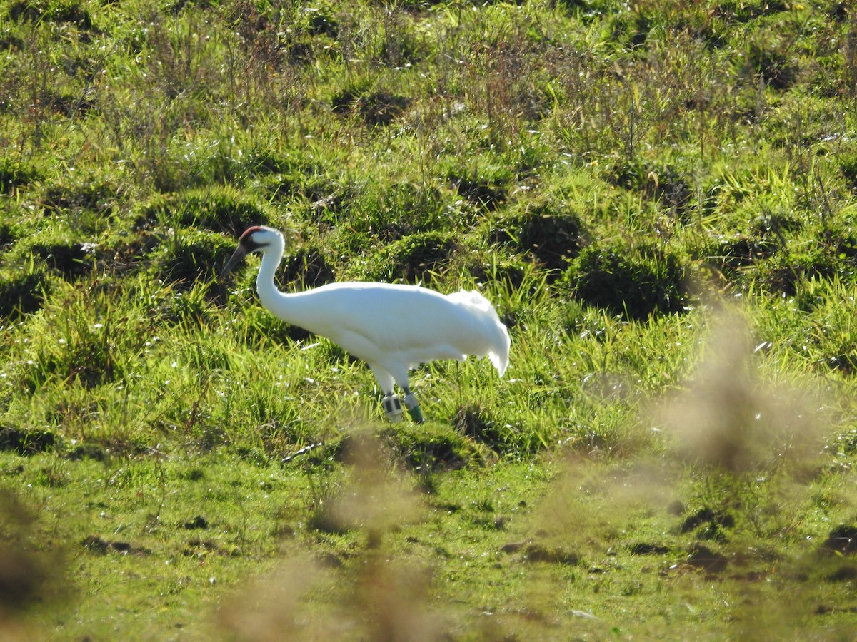 Whooping Crane - ML643444436