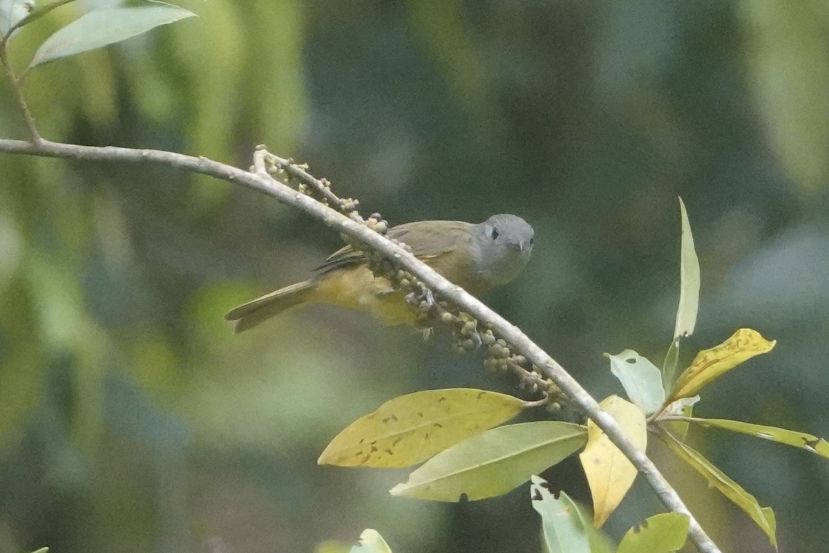 Gray-hooded Flycatcher - ML643444438