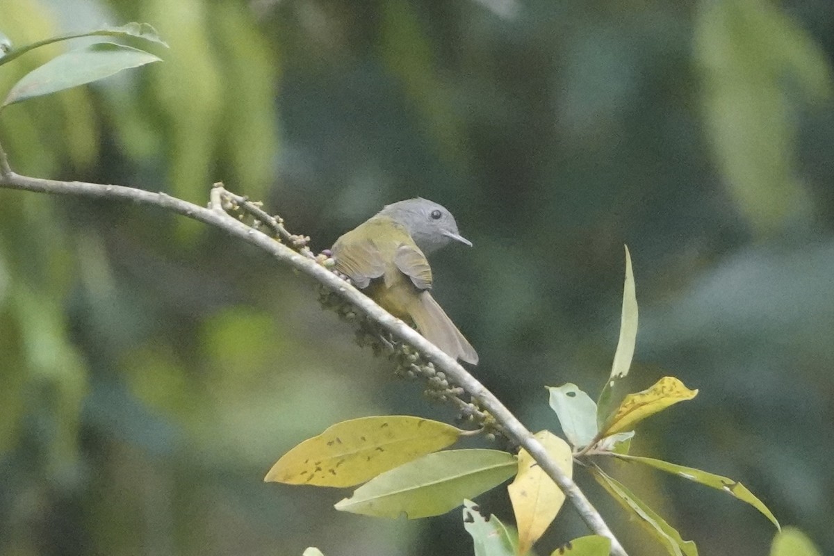 Gray-hooded Flycatcher - ML643444439