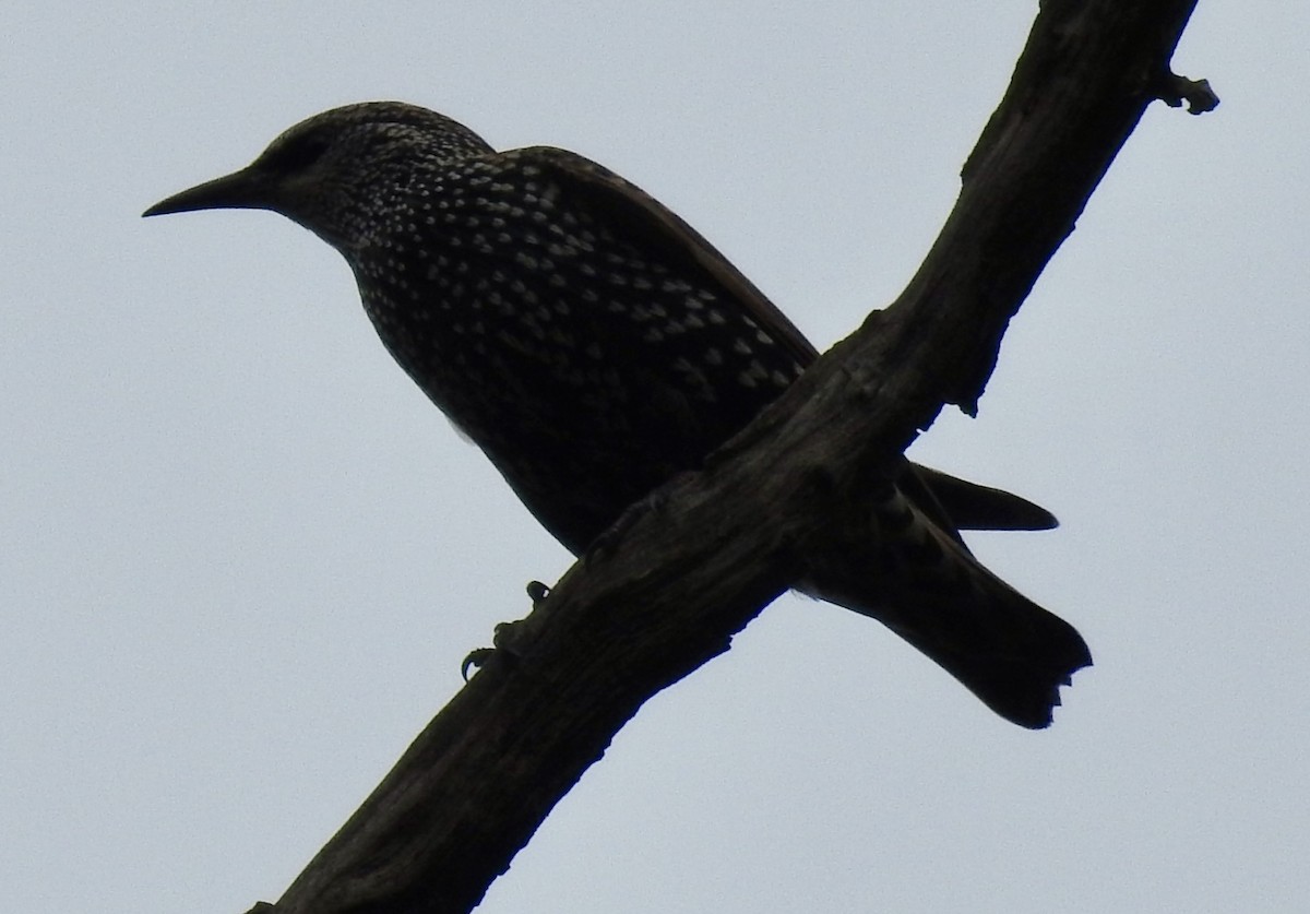 European Starling - ML643444440