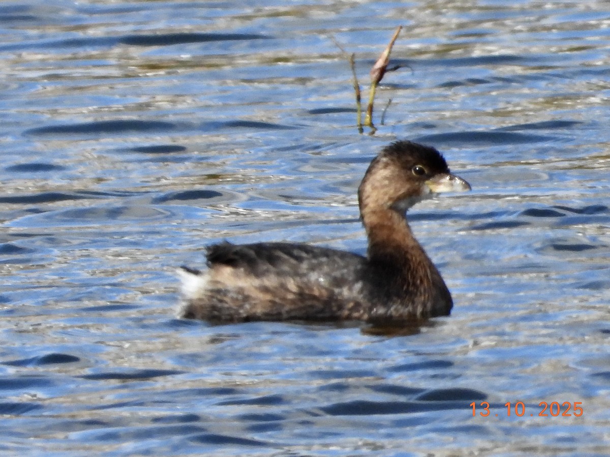 Pied-billed Grebe - ML643444442