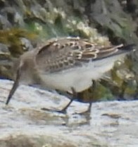 Ak Sokumlu Kumkuşu - ML643444467