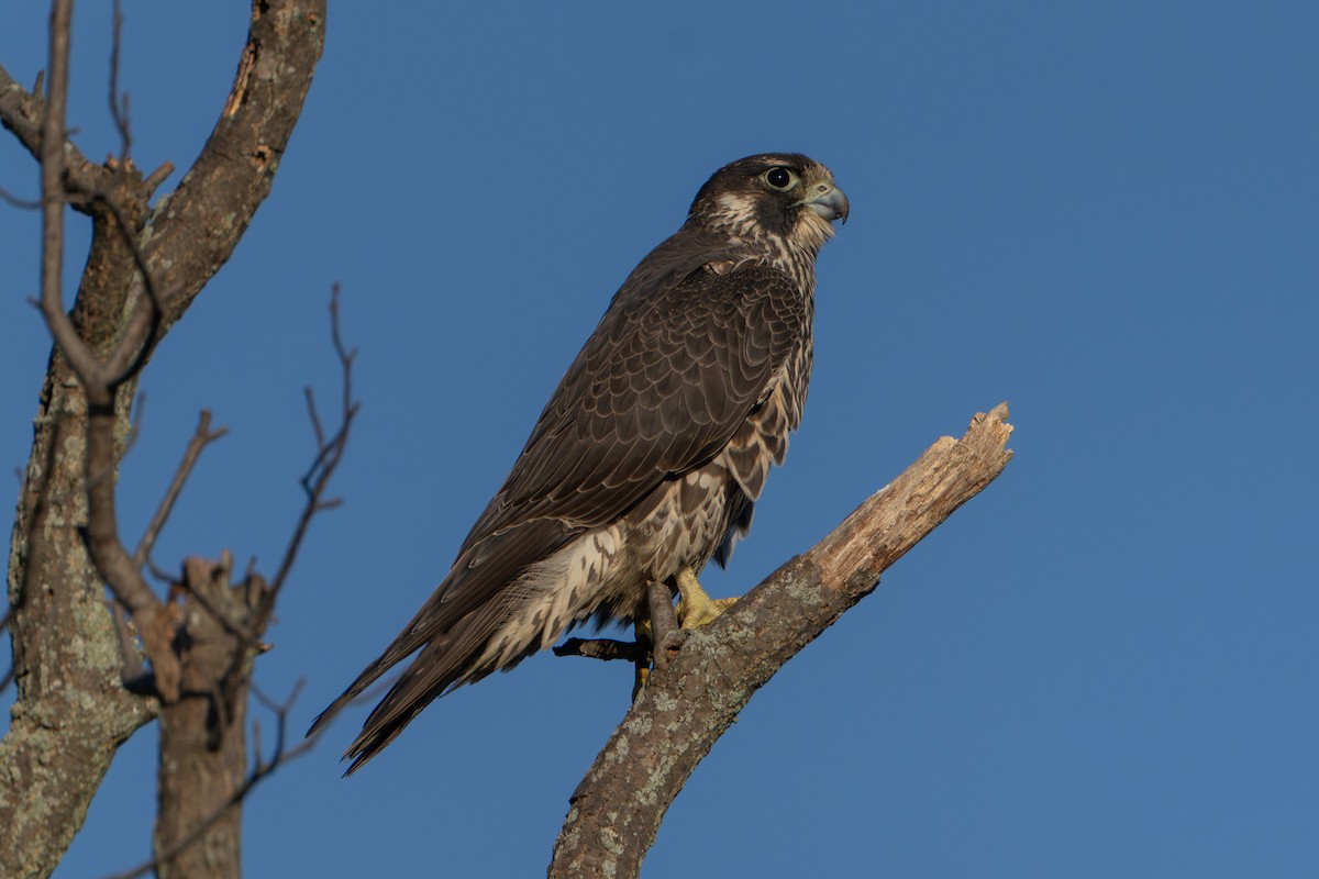 Halcón Peregrino - ML643444469
