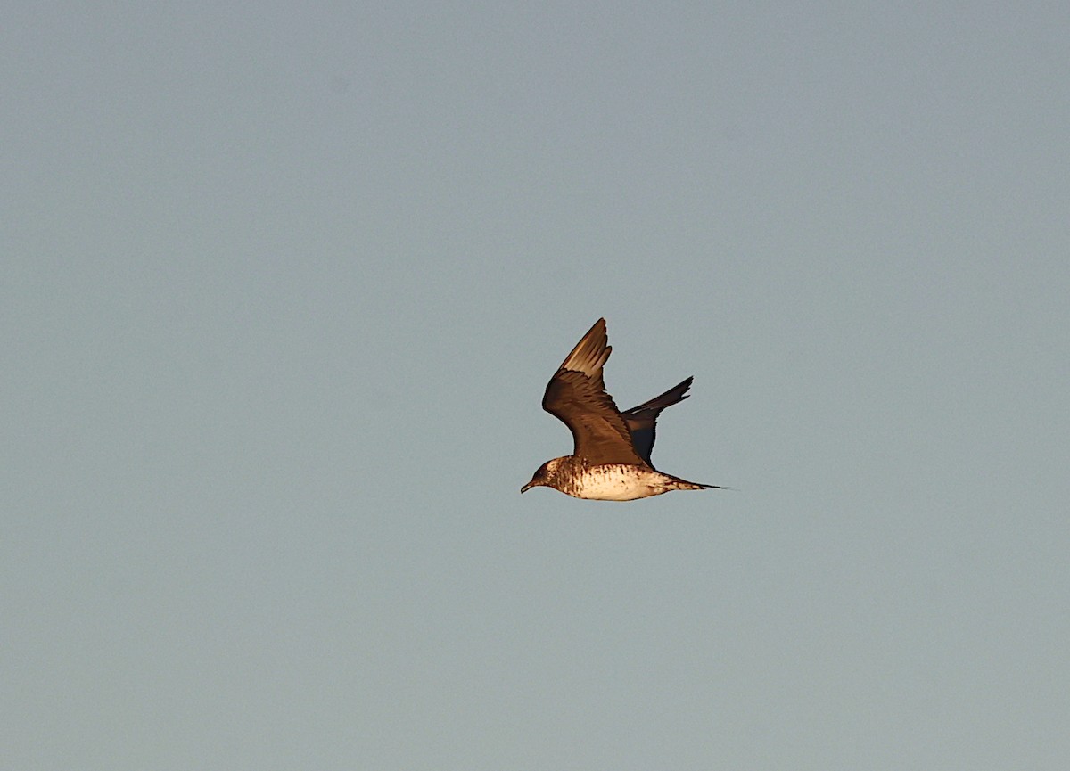 Págalo Parásito - ML643444473