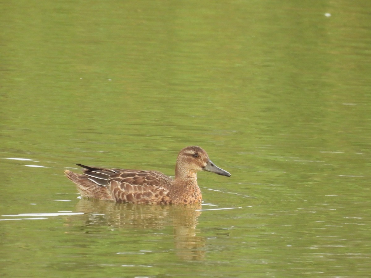 Garganey - ML643444480