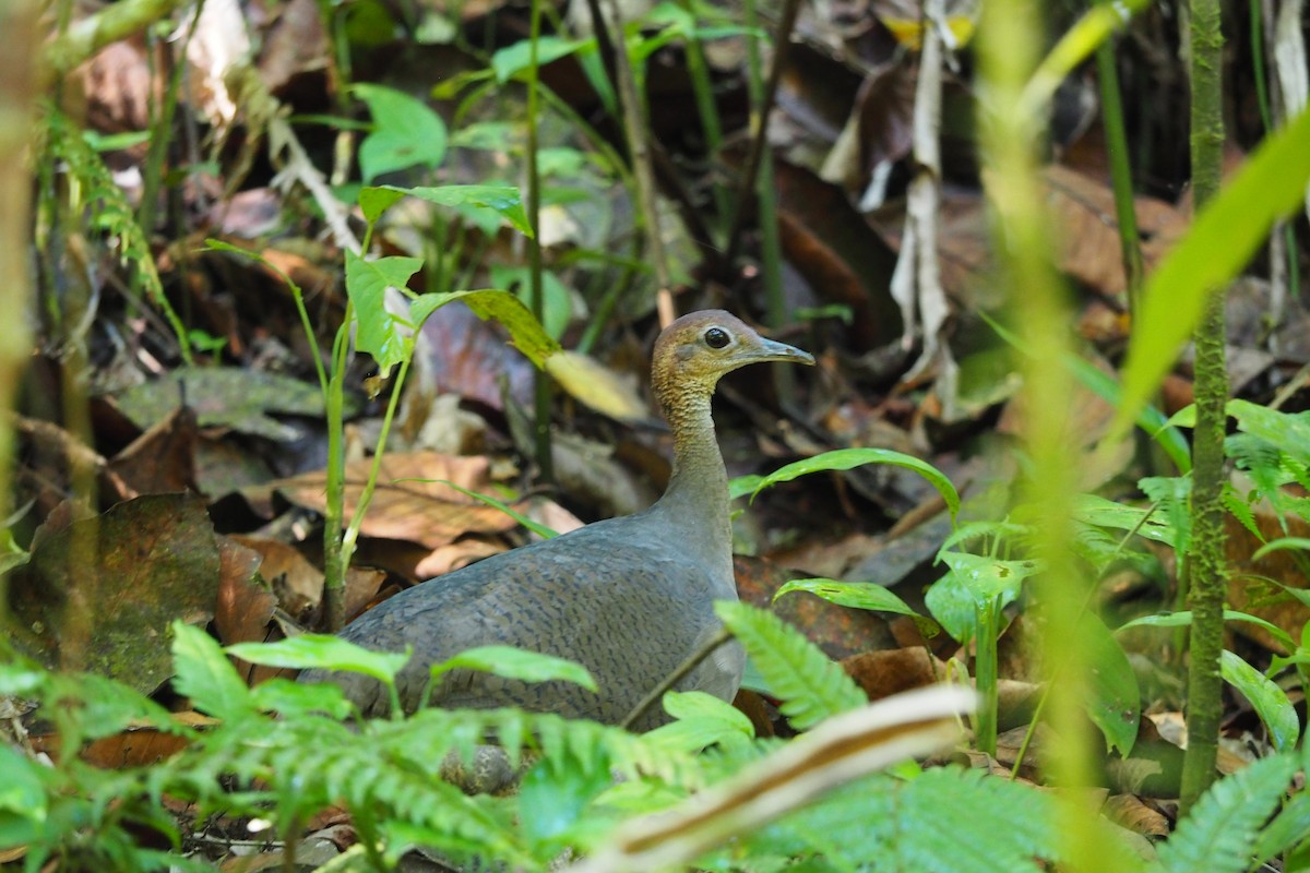 Great Tinamou - ML643444502