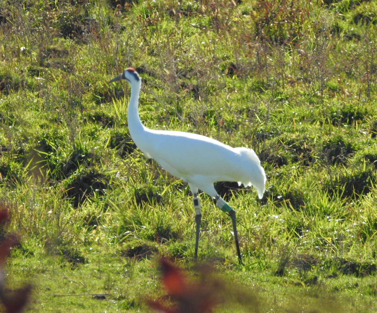 Whooping Crane - ML643444505