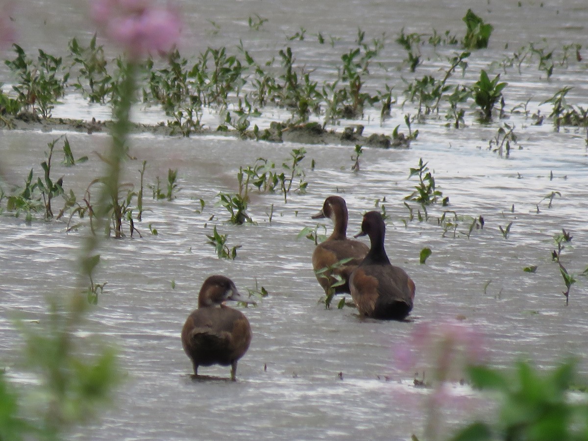 Southern Pochard - ML643444523