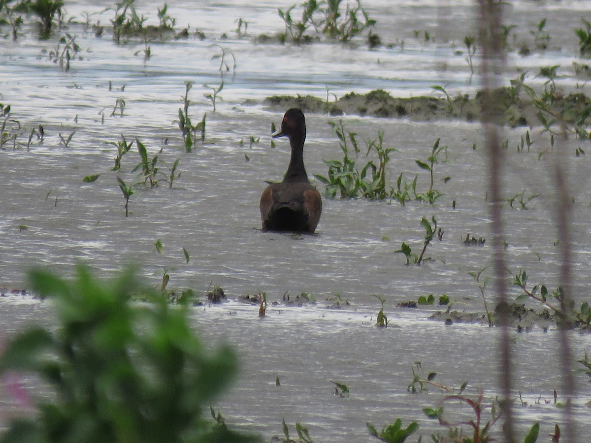 Southern Pochard - ML643444524