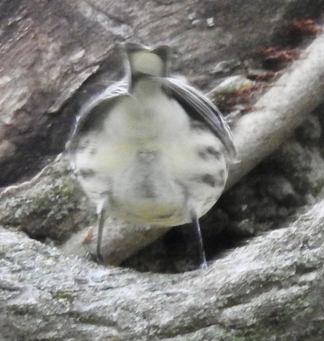 Yellow-rumped Warbler - ML643444525