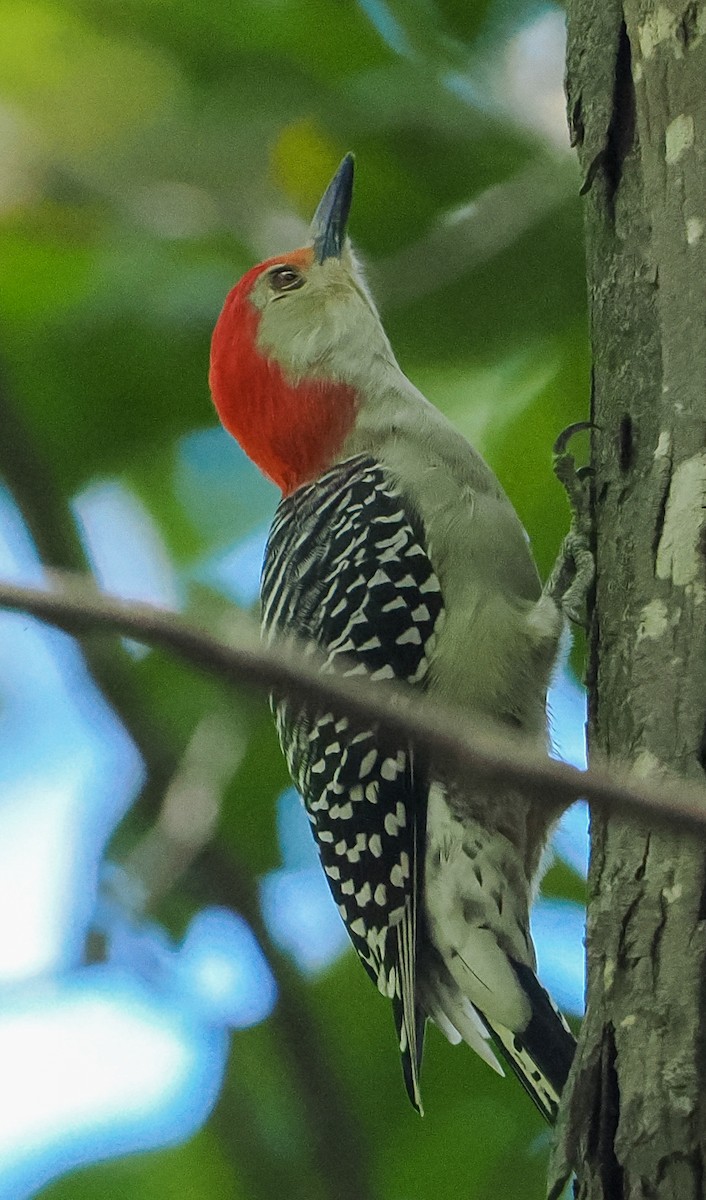 Red-bellied Woodpecker - ML643444529