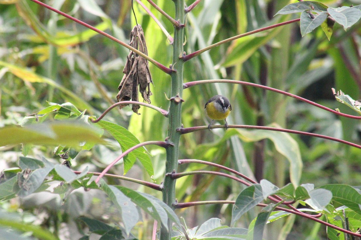 Bananaquit - ML643444537