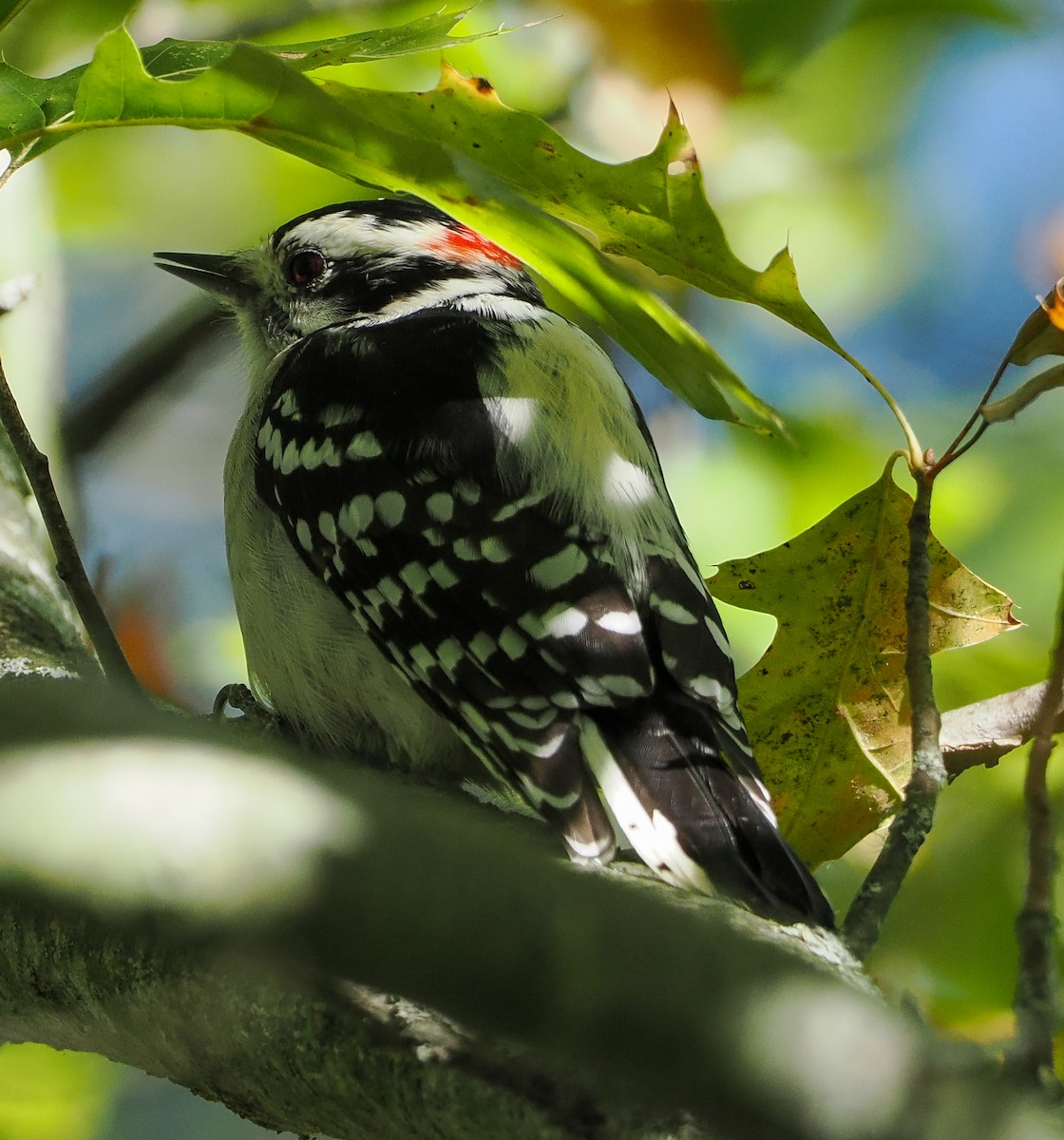 Downy Woodpecker - ML643444539
