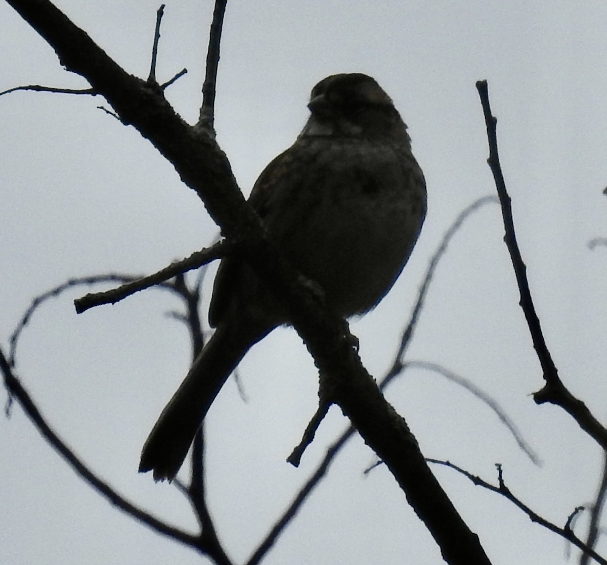 White-throated Sparrow - ML643444542