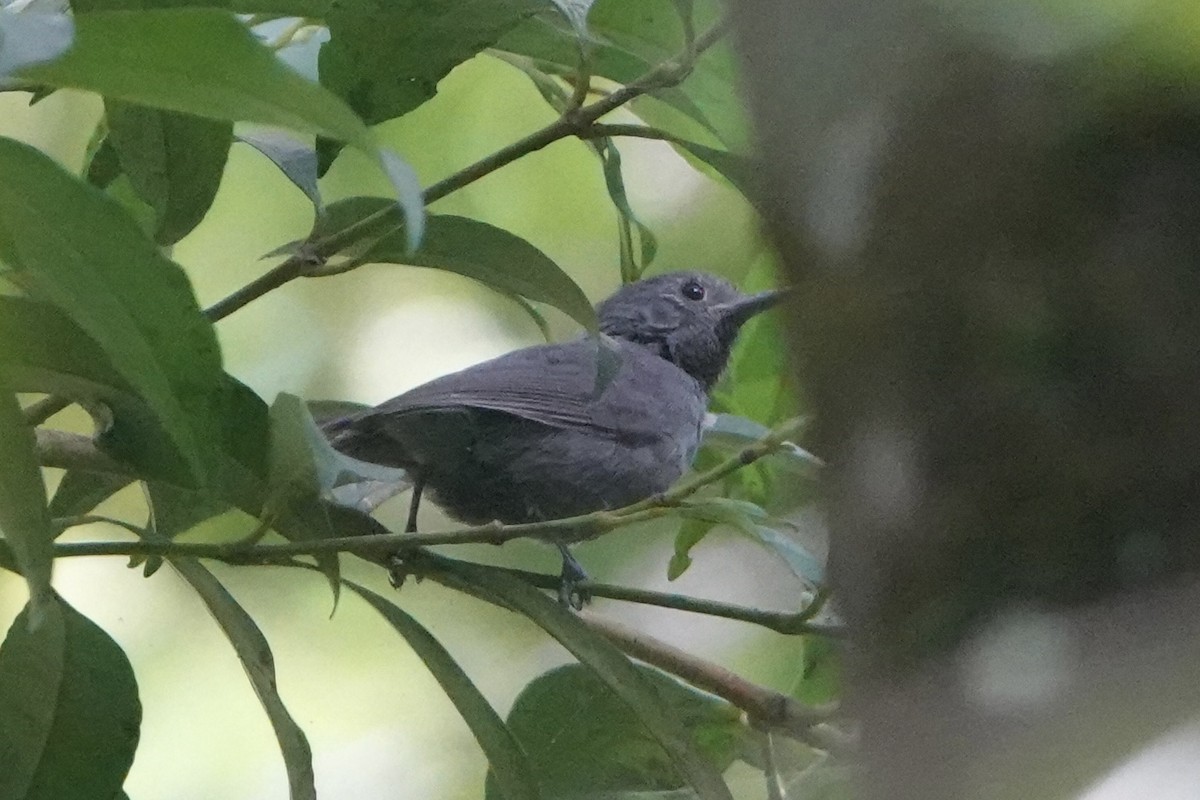 ムジヒメアリサザイ - ML643444548