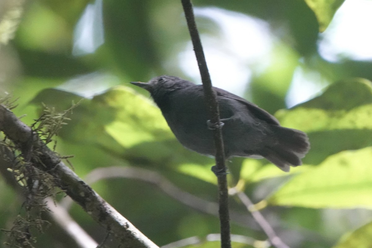 ムジヒメアリサザイ - ML643444549