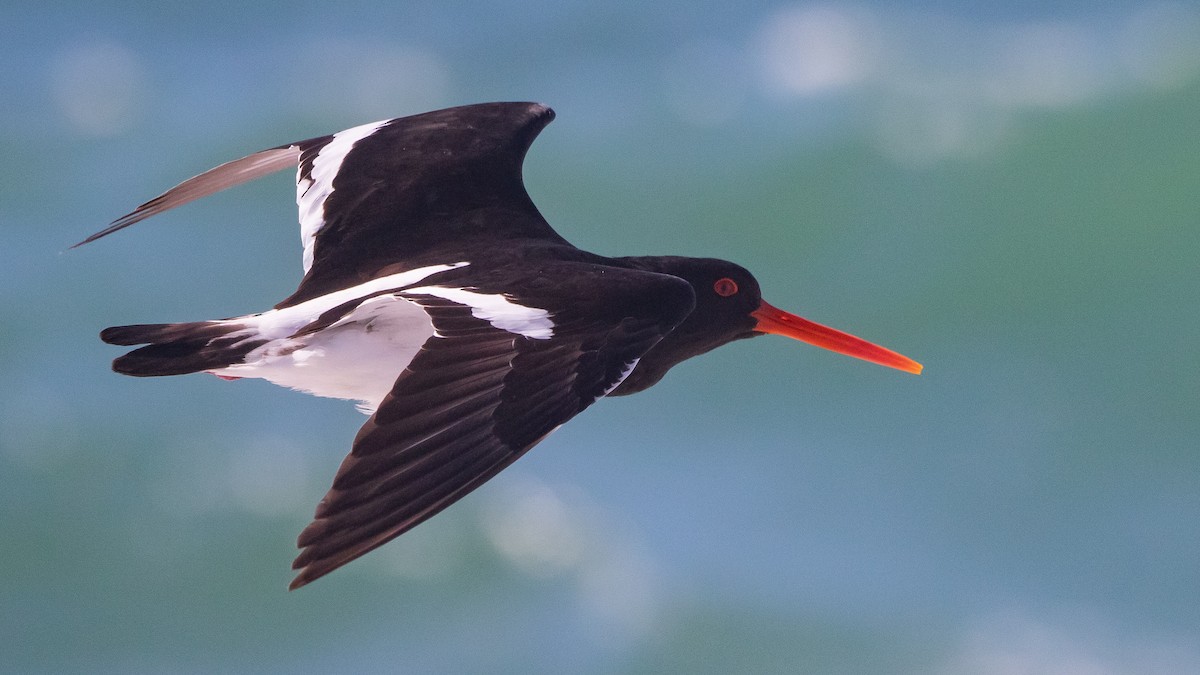 South Island Oystercatcher - ML643444550