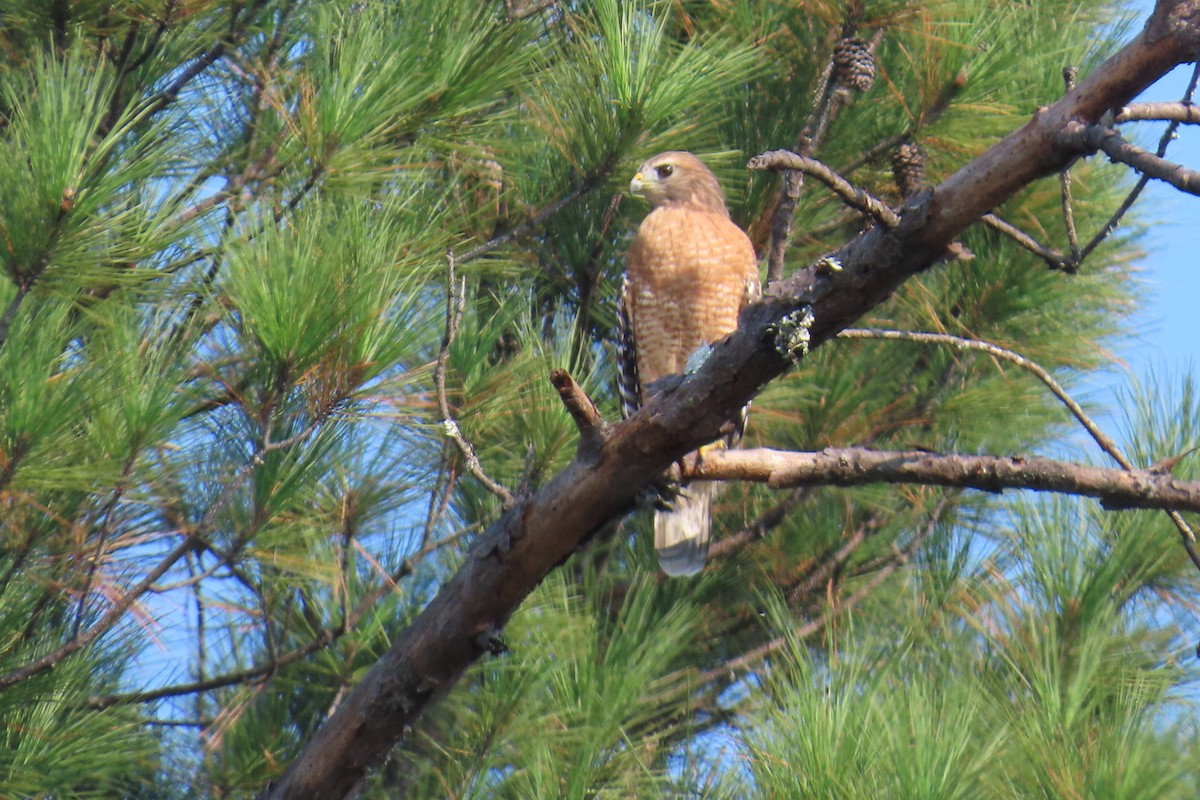 Red-shouldered Hawk - ML643444555