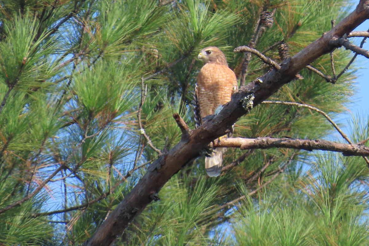 Red-shouldered Hawk - ML643444556