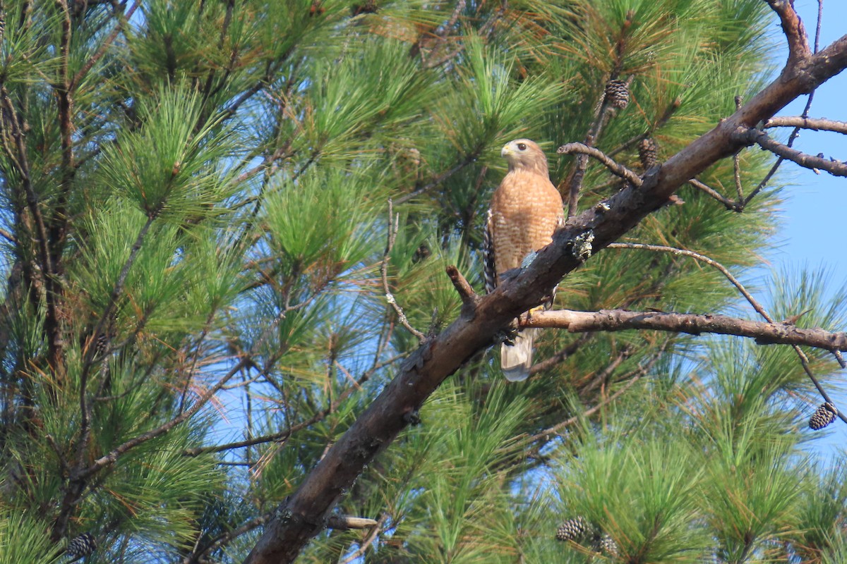 Red-shouldered Hawk - ML643444557