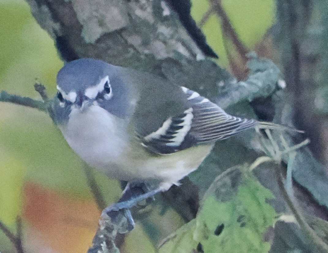 Blue-headed Vireo - ML643444558