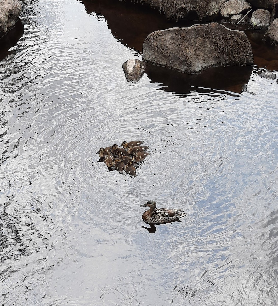 Canard colvert - ML643444561