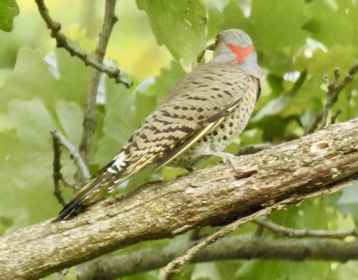 Northern Flicker - ML643444563