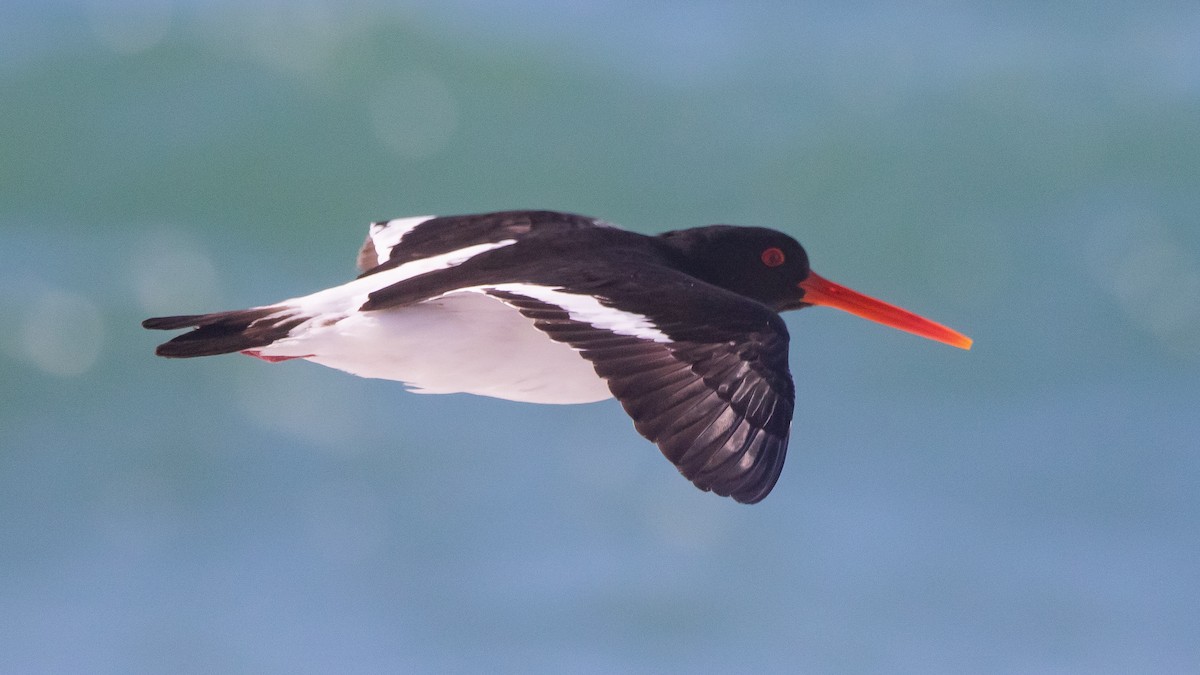 South Island Oystercatcher - ML643444574