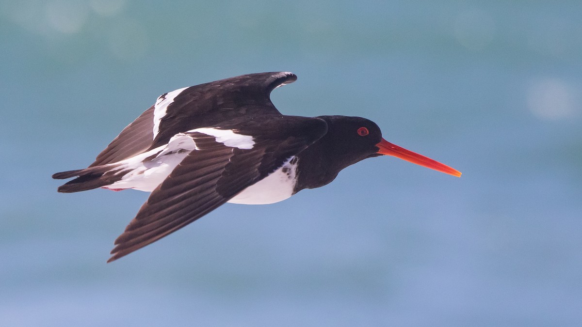 South Island Oystercatcher - ML643444575