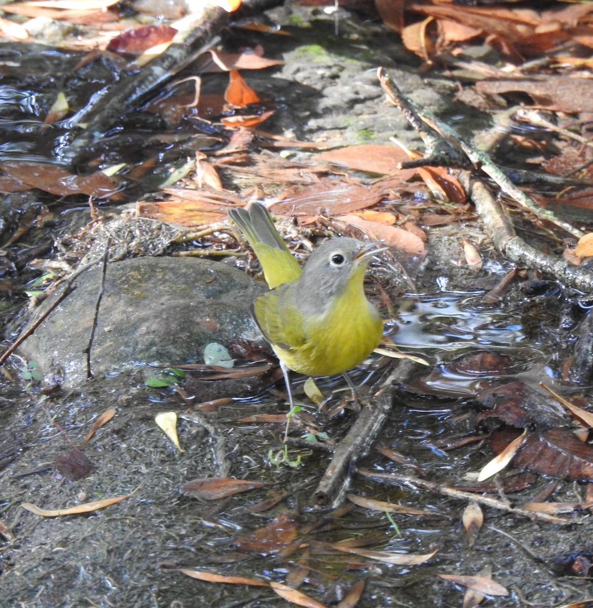 Nashville Warbler - ML643444583