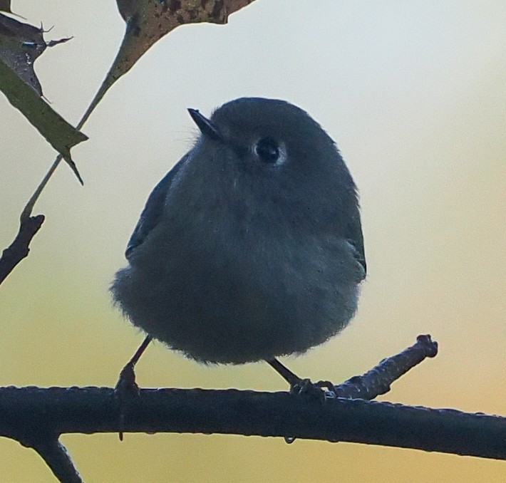 Ruby-crowned Kinglet - ML643444585