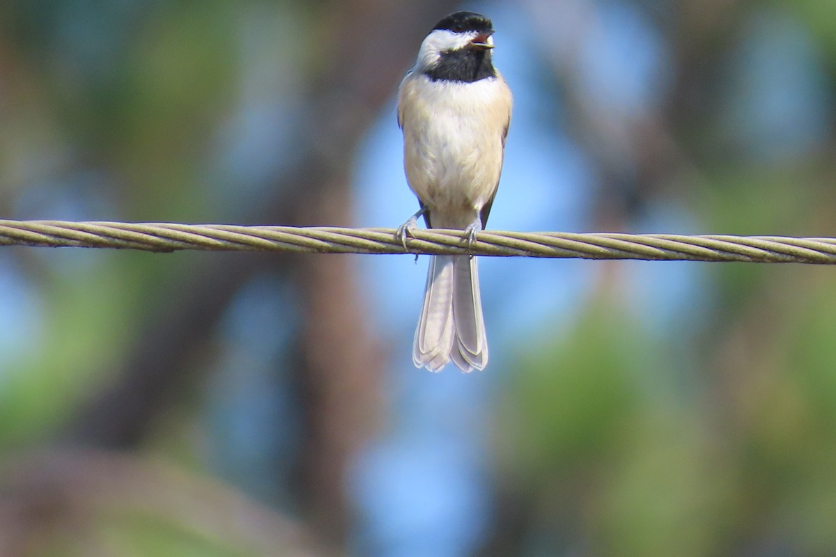 Carolina Chickadee - ML643444586