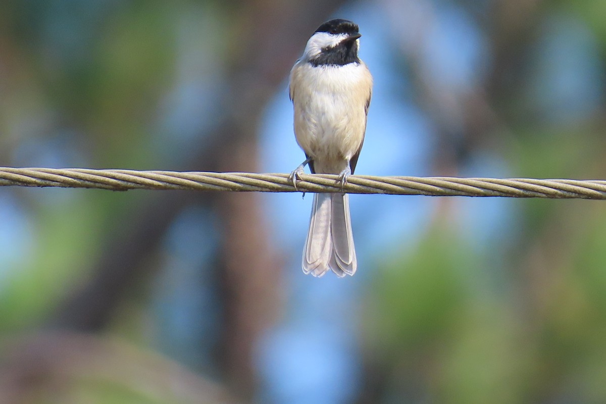 Carolina Chickadee - ML643444587