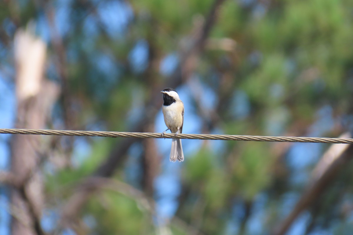 Carolina Chickadee - ML643444588