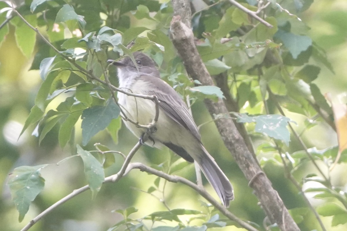Short-crested Flycatcher - ML643444593