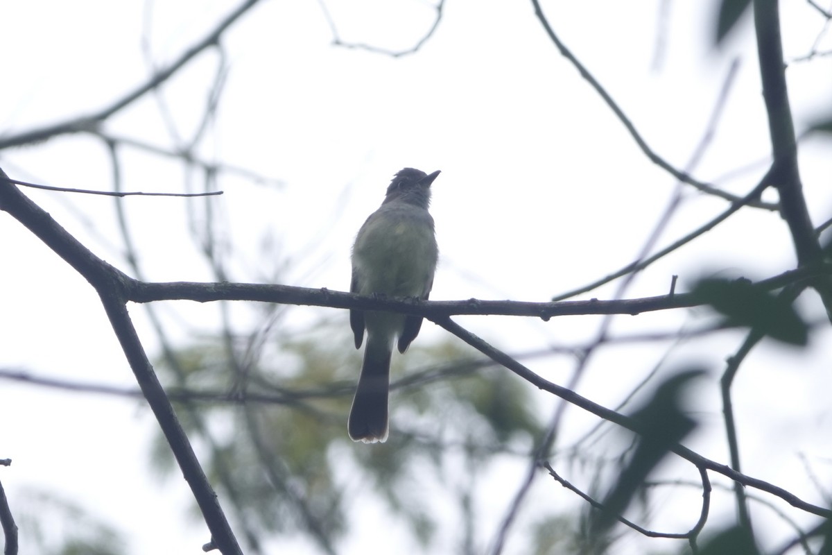 Short-crested Flycatcher - ML643444594