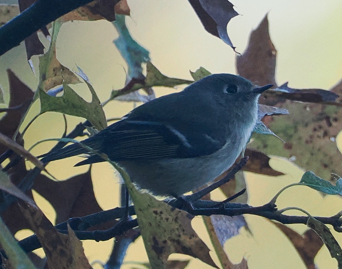 Ruby-crowned Kinglet - ML643444595