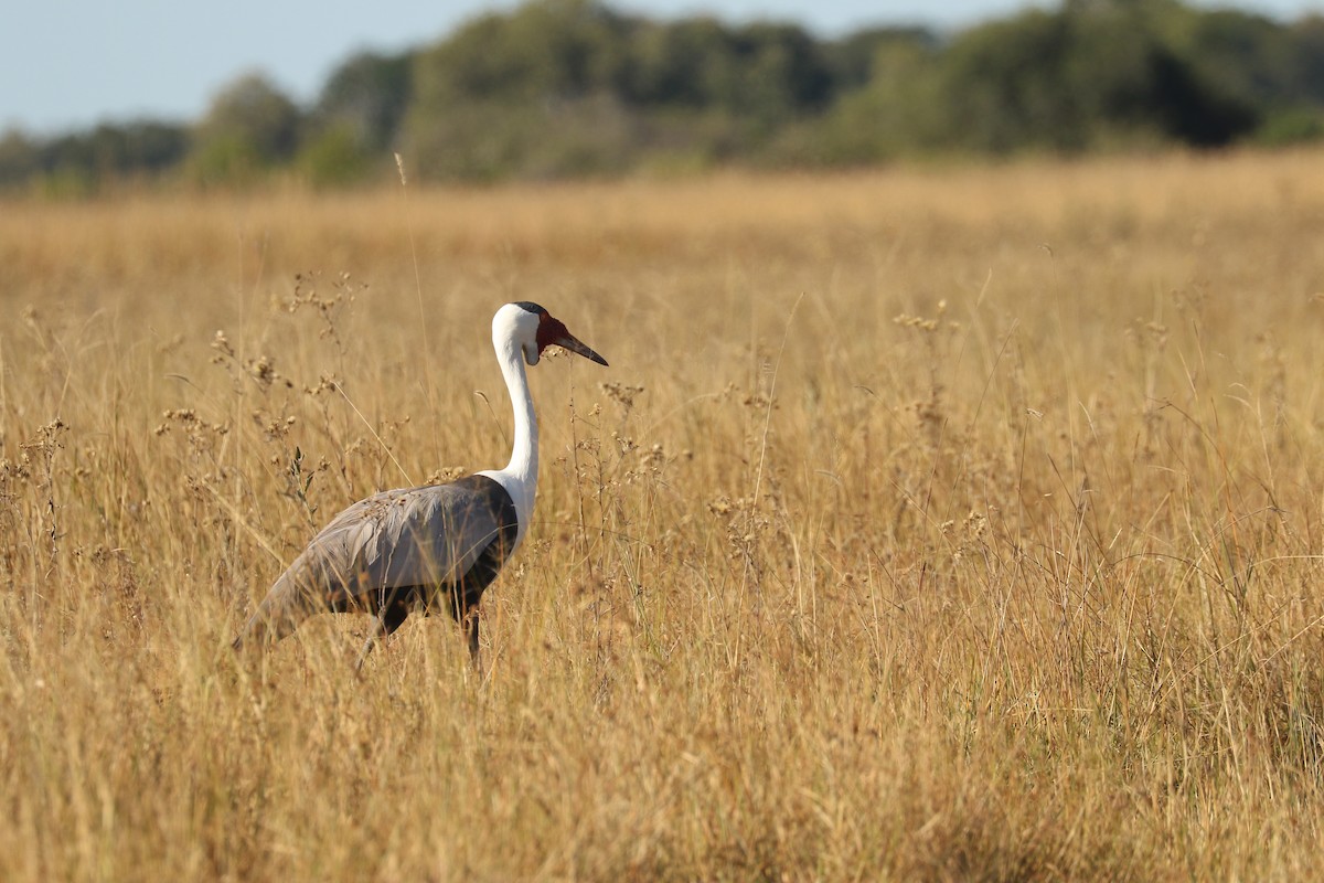 Wattled Crane - ML643444605
