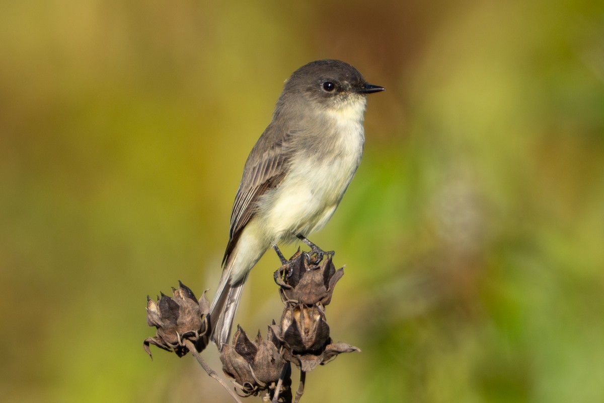 Eastern Phoebe - ML643444606