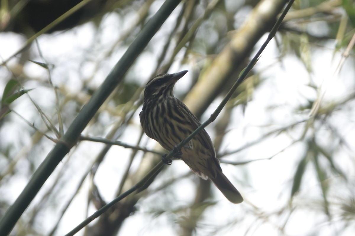 Streaked Flycatcher - ML643444610