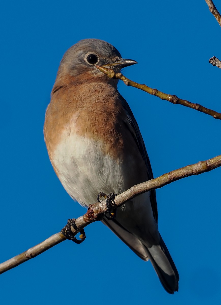 Eastern Bluebird - ML643444614