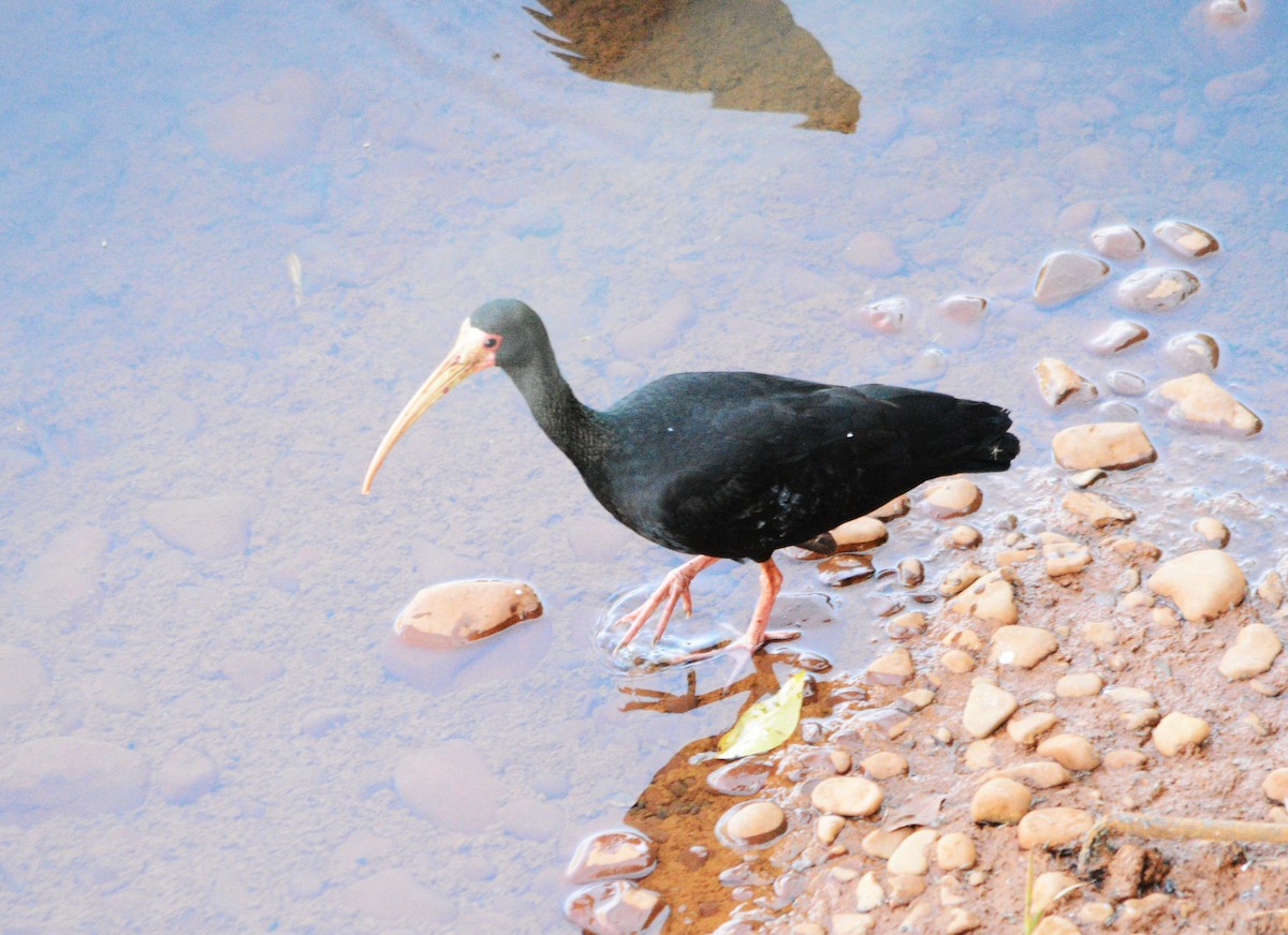 Bare-faced Ibis - ML643444615